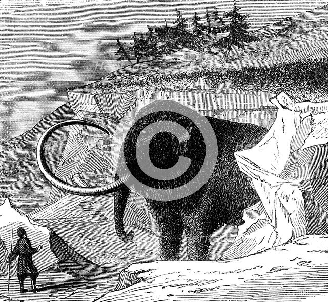 Discovery of a woolly mammoth, 1779 (c1870). Artist: Unknown