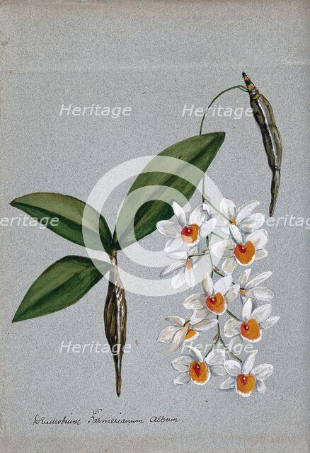 An orchid (Dendrobium farmerii var album): flowering stem and leaves. Creator: Unknown.