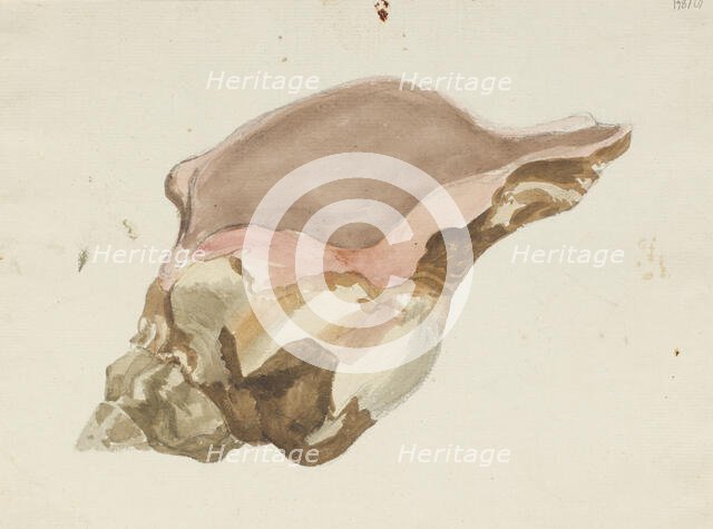 A conch shell,  c1770-1810. Creator: Philip Reinagle.