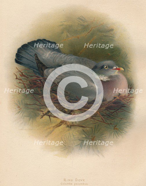 'Ring Dove (Columbs palumbus)', 1900, (1900). Artist: Charles Whymper.