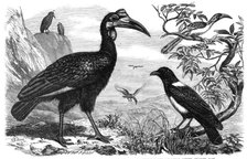 Abyssinian Hornbill, White-Necked Crow, and Small Hornbill, Zoological Society, Regent’s Park, 1865. Creator: Dalziel Brothers.
