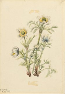 Plume Anemone (Pulsatilla occidentalis), 1917. Creator: Mary Vaux Walcott.