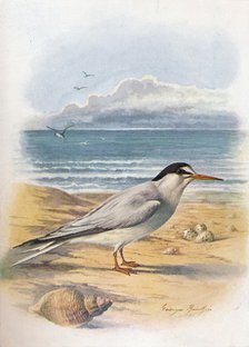 'Little Tern - Stern'a minu'ta', c1910, (1910). Artist: George James Rankin.