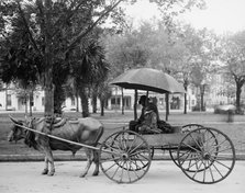A Bovinmobile, Savannah, Ga., between 1900 and 1910. Creator: Unknown.