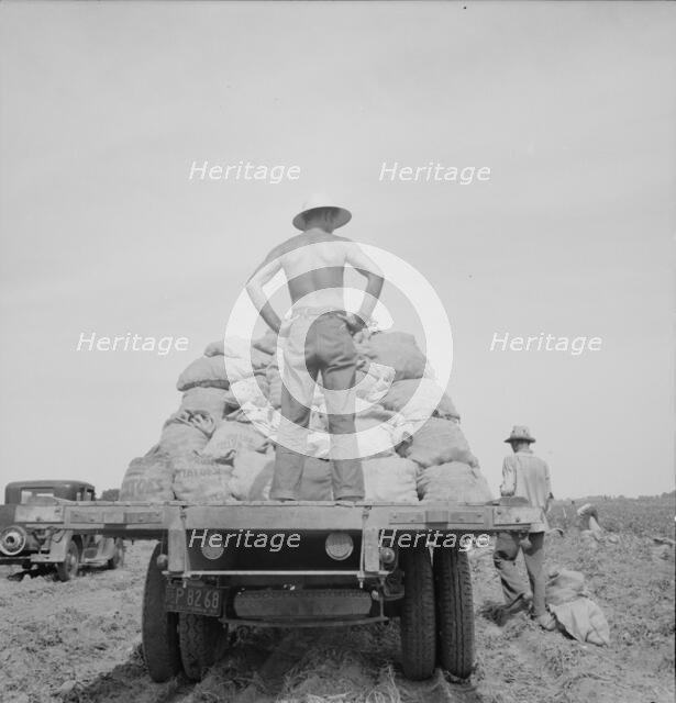 Potato truck in the field near Shafter, California, 1937. Creator: Dorothea Lange.