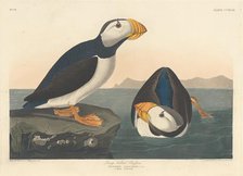 Large-billed Puffin, 1836. Creator: Robert Havell.