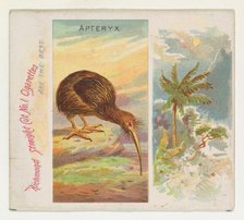 Apteryx, from Birds of the Tropics series (N38) for Allen & Ginter Cigarettes, 1889. Creator: Allen & Ginter.