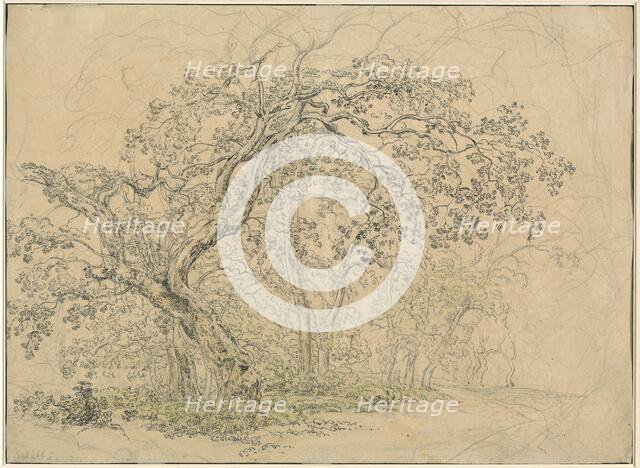 Grove of Trees [verso], c. 1835. Creator: Friedrich Salathe.