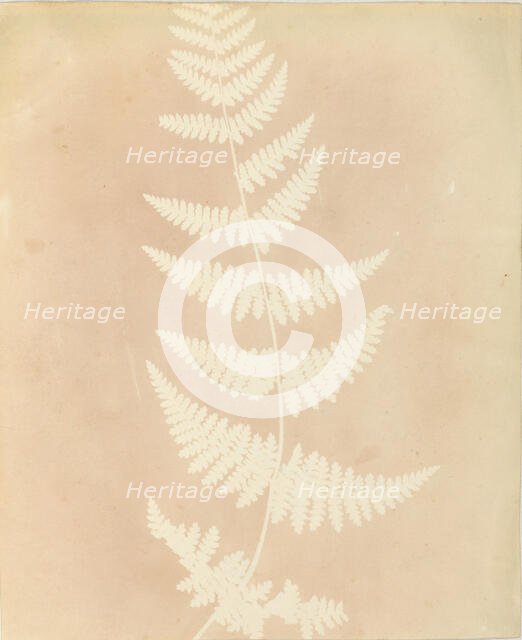 Felce, 1839. Creator: William Henry Fox Talbot.