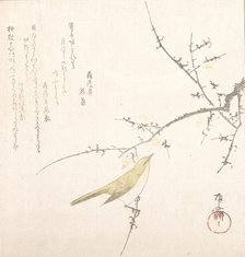 New Moon; Nightingale on a Plum Branch, 19th century., 19th century. Creator: Shinsai.