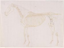 Working drawing of the Blood Vessels for 'The Fifth Anatomical Table of the Muscles ...', 1756. Creator: George Stubbs.