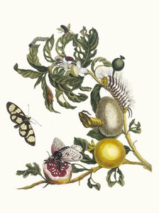 Guajaves. From the Book Metamorphosis insectorum Surinamensium, 1705. Creator: Merian, Maria Sibylla (1647-1717).