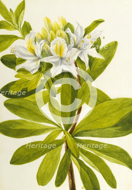 Western Azalea (Rhododendron occidentale), n.d. Creator: Mary Vaux Walcott.