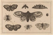 Moth, Butterflies, and Bees. Creator: Wenceslaus Hollar.