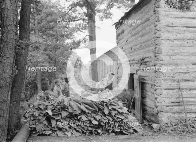 Putting in tobacco after the morning work, Shoofly, North Carolina, 1939. Creator: Dorothea Lange.