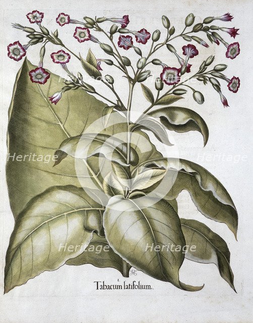 Tobacco plant, 1613. Artist: Unknown