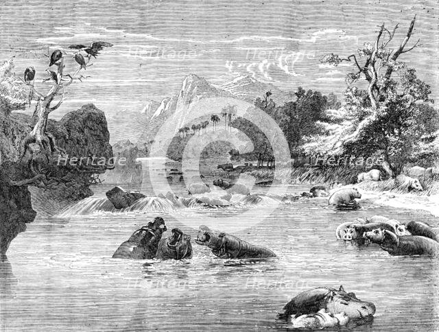 Mr. Gordon Cumming's South African Entertainment - View on the River Limpopo, with a herd of Hippopo Creator: Richard Principal Leitch.