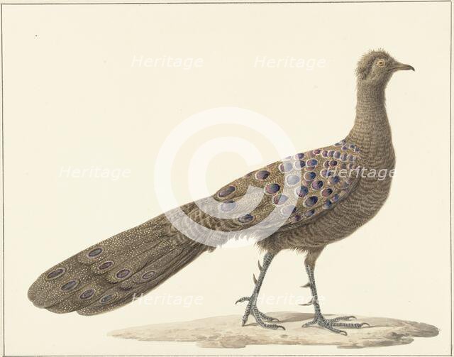 Grey peacock, 1759-1842. Creator: Pieter Bartholomeusz. Barbiers.