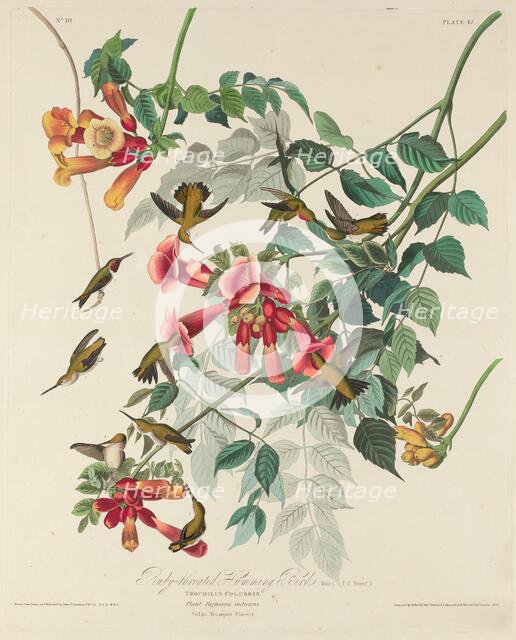 Ruby-throated Humming Bird, 1828. Creator: Robert Havell.