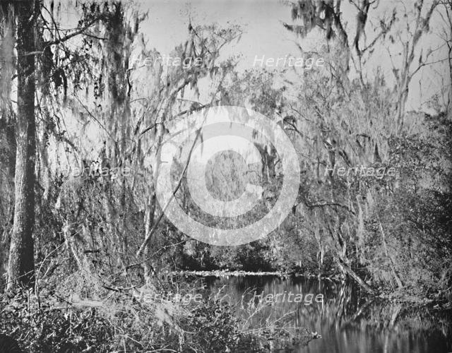 'On Governor's Creek, Ocklawaha River, Florida', c1897. Creator: Unknown.