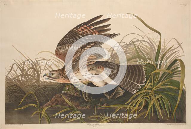 Winter Hawk, 1829. Creator: Robert Havell.