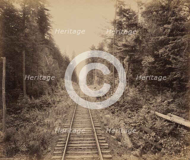 Hemlock Forest, c. 1895. Creator: William H Rau.