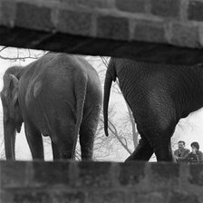 Elephants seen through a gap in a wall, London Zoo, Regent's Park, London, early 1960s. Artist: John Gay.