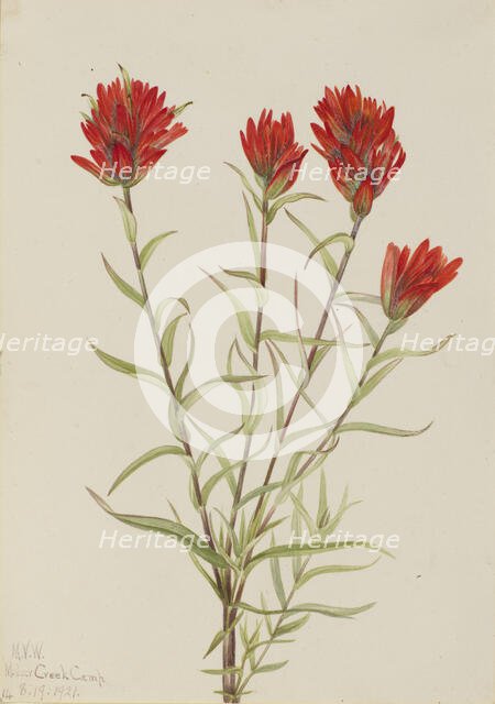 Giant Red Paintbrush (Castilleja miniata), 1921. Creator: Mary Vaux Walcott.