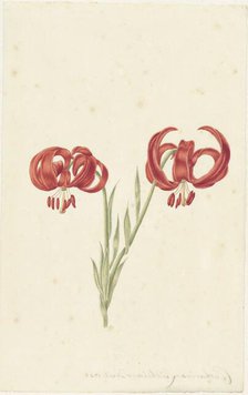 Red Lily, 1728. Creator: Catharina Lintheimer.