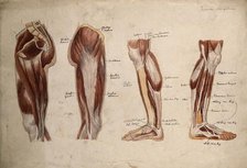 Muscles of the leg and foot: four écorché figures, 1880. Creator: Jeannette Mongredien.