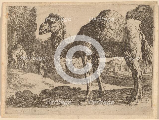 Camels. Creator: Herman van Swanevelt.