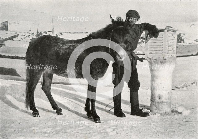 'Gran With Mule 'Lal Khan', c1911, (1913). Artist: Frank Debenham.