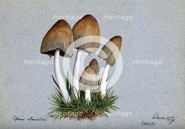A fungus (Coprinus atramentarius): five fruiting bodies in grass, 1893. Creator: Edwin Wheeler.