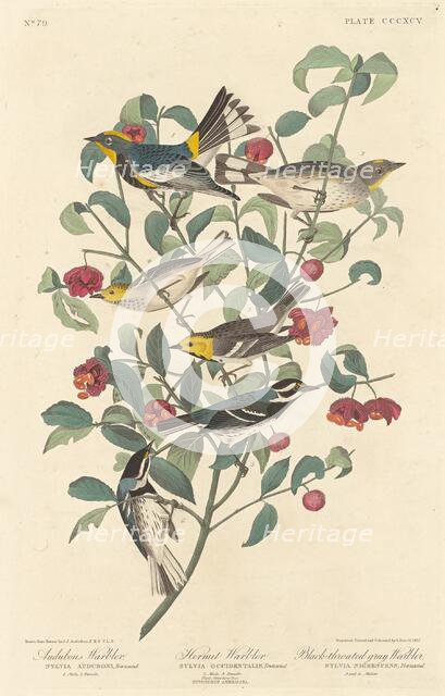 Audubon's Warbler, Hermit Warbler and Black-throated Gray Warbler, 1837. Creator: Robert Havell.