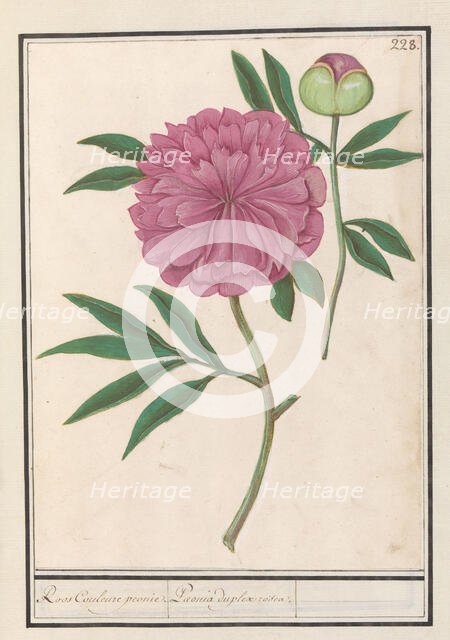 Peony (Paeonia), 1596-1610. Creators: Anselmus de Boodt, Elias Verhulst.