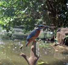 Kingfisher.