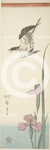 Cuckoo and iris, c. 1847/52. Creator: Ando Hiroshige.