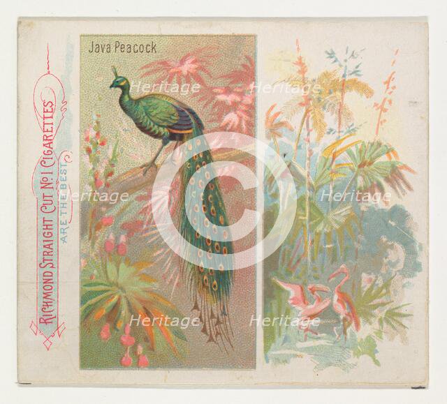 Java Peacock, from Birds of the Tropics series (N38) for Allen & Ginter Cigarettes, 1889. Creator: Allen & Ginter.