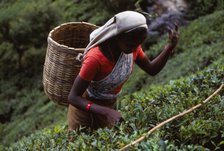 Tamil Tea-Picker, Near West Haputale, Sri Lanka, 20th century. Artist: CM Dixon.
