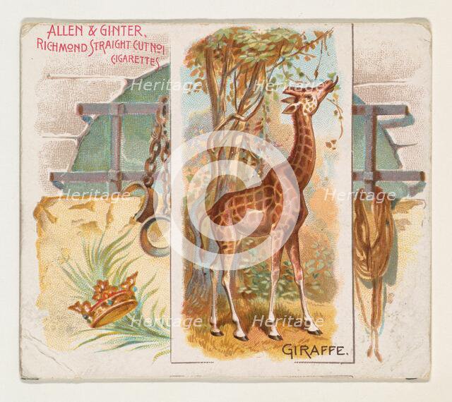 Giraffe, from Quadrupeds series (N41) for Allen & Ginter Cigarettes, 1890. Creator: Allen & Ginter.