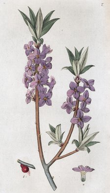 Mezereon (Daphne mezereum), 1804-1811. Artist: Johan Wilhelm Palmstruch