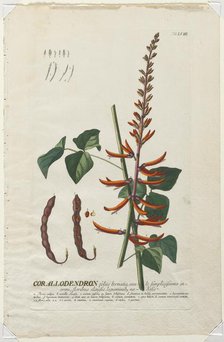 Plantae Selectae: No. 58 - Corallodendron. Creator: Georg Dionysius Ehret (German, 1708-1770); Christopher Jacob Trew (German).