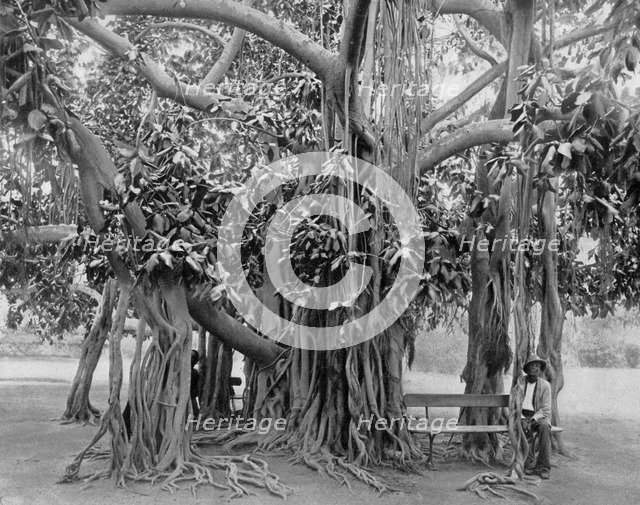 Banyan tree, Kingston Park, Jamaica, c1905.Artist: Adolphe Duperly & Son