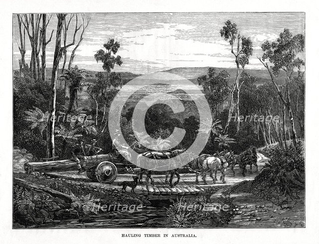 Hauling timber, Australia, 1877. Artist: Unknown