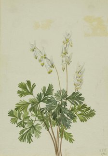 Dutchman's Breetches (Bikukulla cucullaria), 1925. Creator: Mary Vaux Walcott.