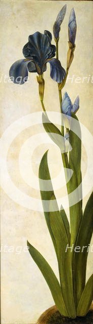 Iris troiana, ca 1505-1508. Creator: Dürer, Albrecht (1471-1528).