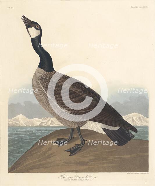 Hutchin's Barnacle Goose, 1835. Creator: Robert Havell.