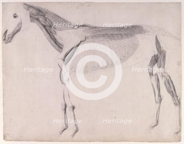 Working drawing for 'The Fourth Anatomical Table of the Muscles ... of the Horse', 1756. Creator: George Stubbs.