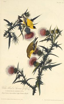 The American goldfinch. From "The Birds of America", 1827-1838. Creator: Audubon, John James (1785-1851).