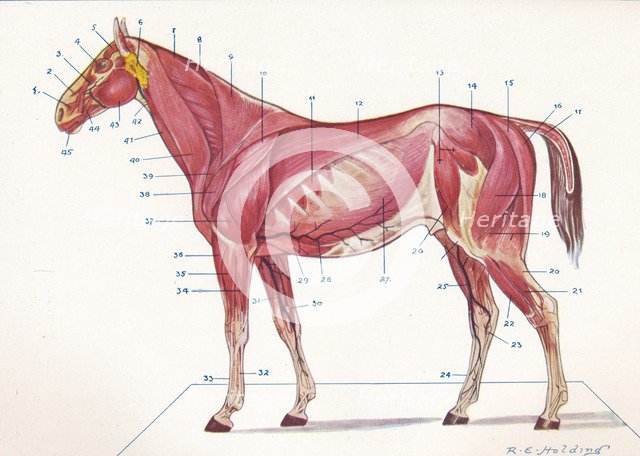 Superficial muscles, tendons, etc of a horse, c1907 (c1910). Artist: RE Holding.